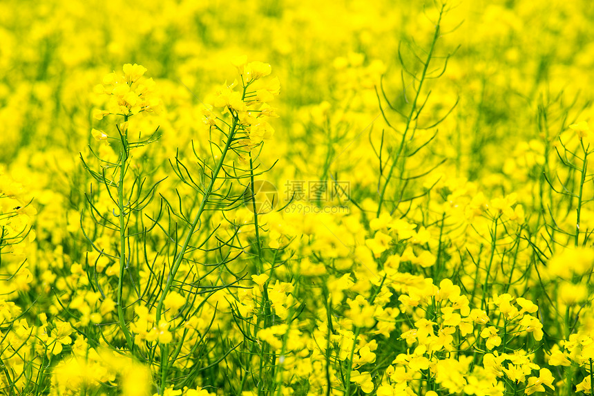 菜籽田中的油花图片