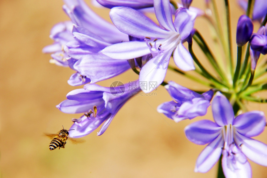 采摘花朵中的蜜蜂粉图片