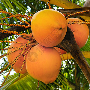 棕榈叶背景的皇家椰子高清图片