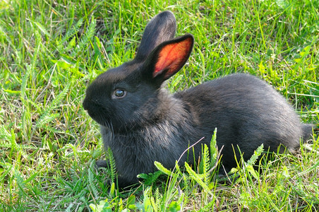 绿色草原上的小兔子高清图片
