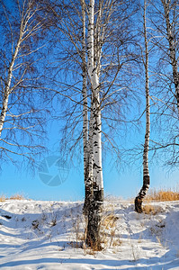雪蓝天空和黄色干草背景的圆石图片