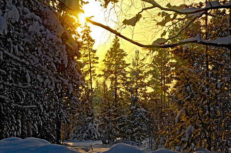 冬季森林日落的余晖图片