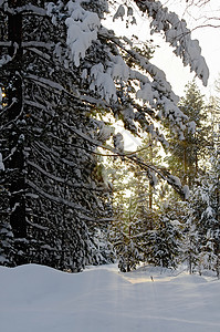 雪松树和的冬季森林枝上下雪在日落的黄线下图片