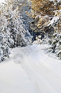 在路边的树枝上雪覆盖的土路大石和松树图片