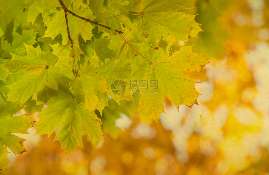 秋林中的叶子图片