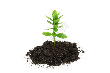 肥料设计素材在白色背景隔离的土壤中种植树苗背景