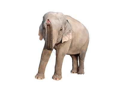 埃尔毛在白色背景中被孤立的雌大象背景