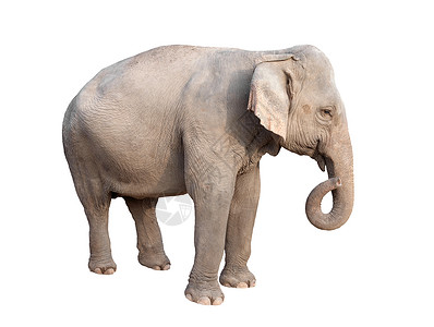 灰色大象在白色背景中被孤立的雌大象背景