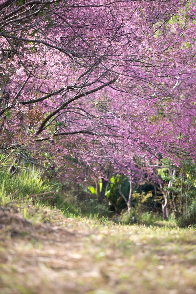 美丽的野生黑沙拉扬樱花cerasoid图片