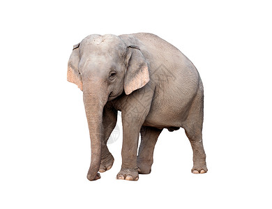 灰色大象在白色背景中被孤立的雌大象背景