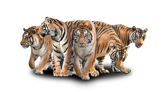 带虎的跨年白色背景上带阴影的孟加拉虎组背景