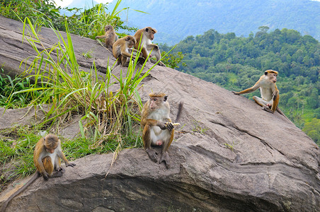 长尾叶猴山边一群小猴子背景