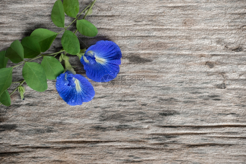 旧木上鲜青蝴蝶豆clitoraen花朵图片