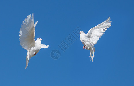 两只鸽子飞向蓝天背景图片