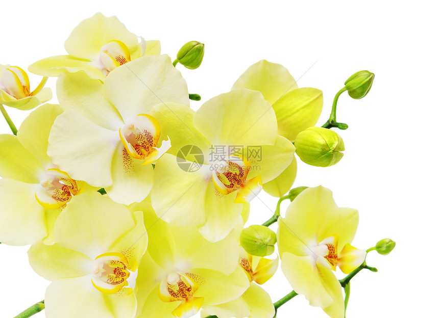 黄色和绿兰花的树枝,在白色背景上分离图片