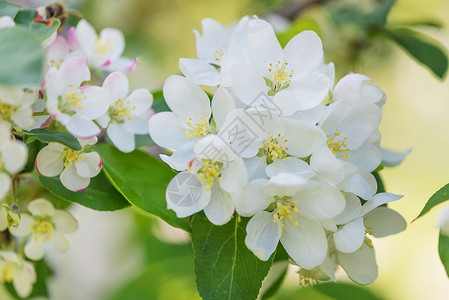 在春天的清晨一棵苹果树的白色娇嫩的花朵特写图片