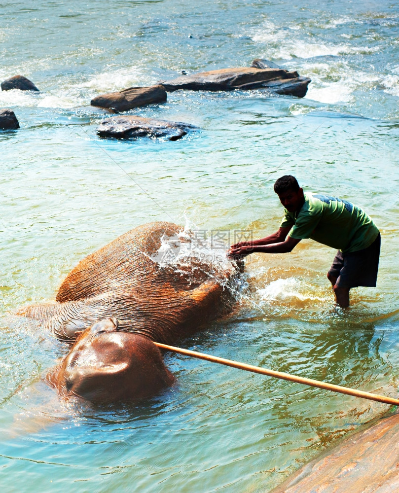 大象在河里洗澡图片