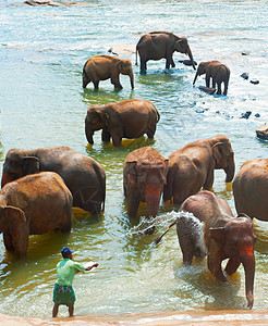 洗澡大象2011年2月18日斯里兰卡皮纳维拉来自斯里兰卡皮纳维拉的皮纳维拉大象孤儿院的大象pinnawela大象孤儿院是野生大象的孤儿院背景