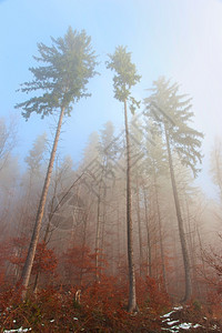 在冬天的清晨雾中降温喀尔巴阡山脉图片