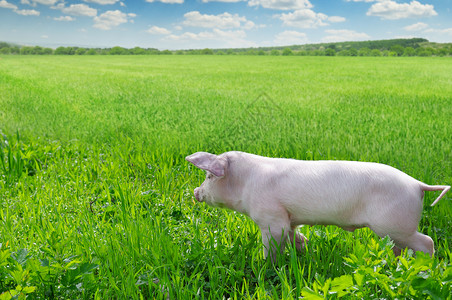 绿色草地上的滑稽猪背景图片