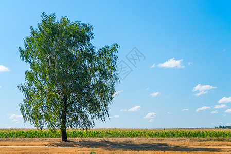 蓝天背景下田野里生长的巨大树枝图片