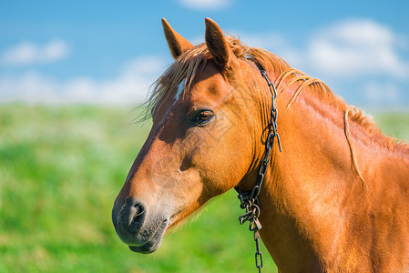 纯种马驹一匹漂亮的棕色马头在田间近身背景