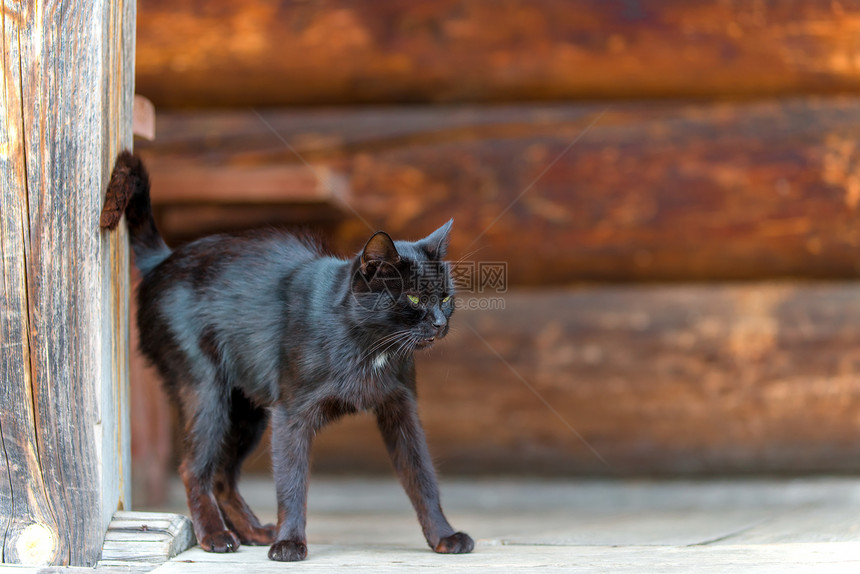 黑猫在农村房子门前近身的黑猫图片