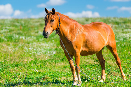 纯种马驹阳光明媚的日子棕色马在牧草中背景