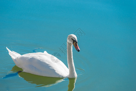 漂浮在湖水中的白天鹅图片