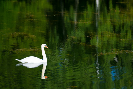 在池塘里漂浮的白色天鹅图片