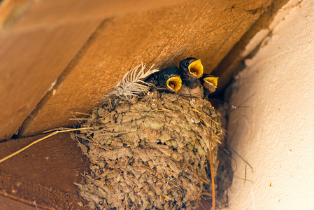 饥饿的小鸡在巢中张着黄嘴背景图片