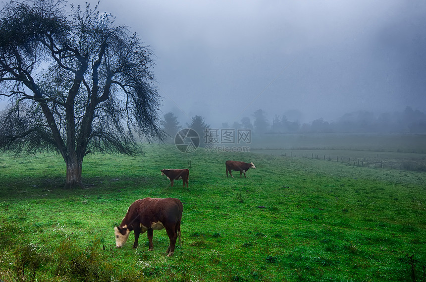 在雾山的田野上放牧牛图片