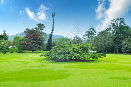 公园绿草和蓝天背景图片