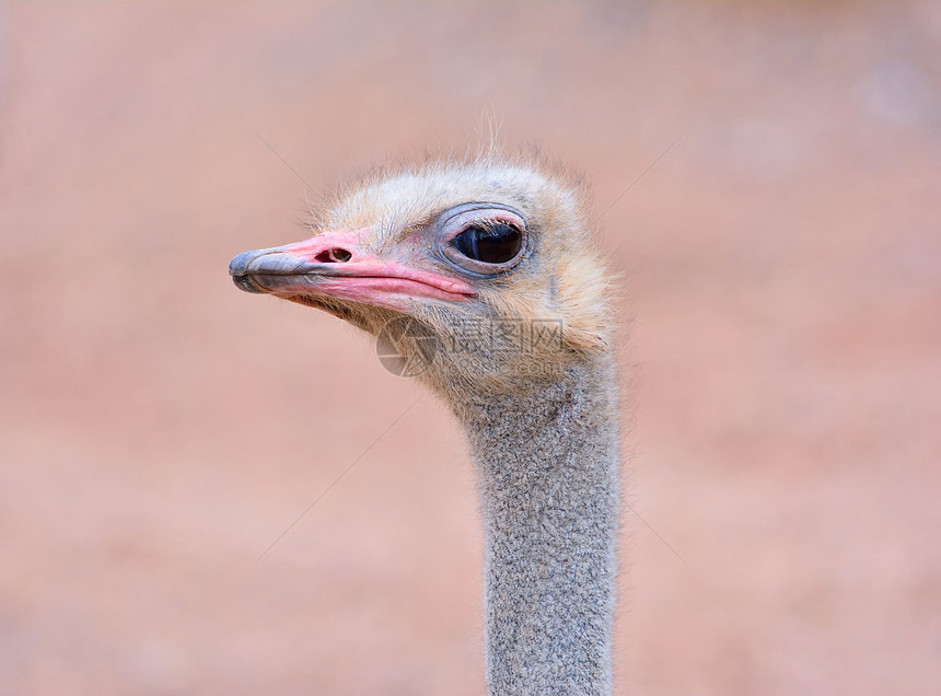 关闭野生的ostrich闭着眼睛的头部未聚焦背景图片