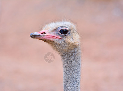 关闭野生的ostrich闭着眼睛的头部未聚焦背景背景图片