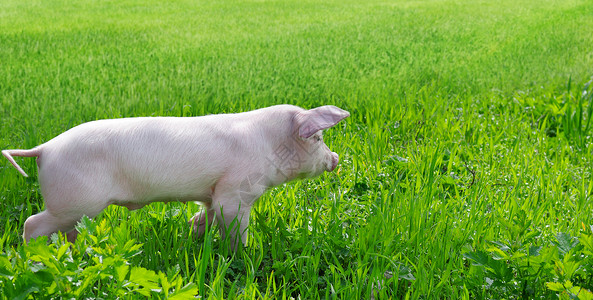 绿色草地上的滑稽猪背景图片