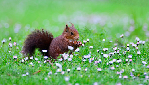 松鼠夏季边框在草地上的红松鼠背景
