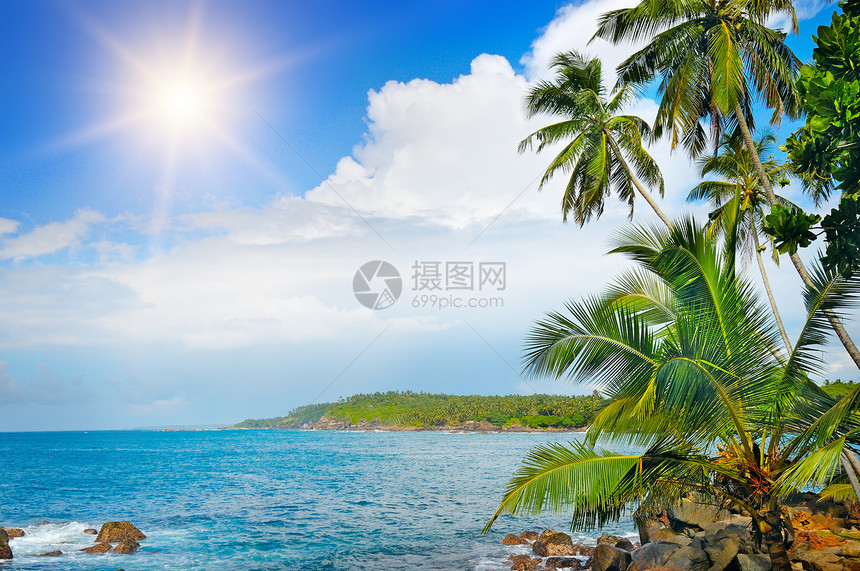 海洋沿岸椰子棕榈图片