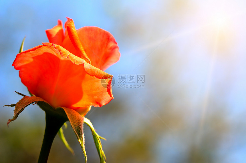 蓝天空背景的玫瑰花朵图片