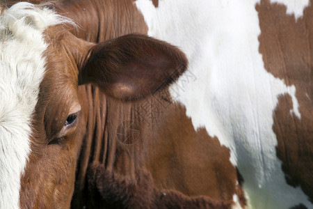 牛的眼睛和耳朵图片