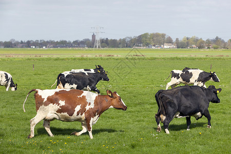 奔跑的牛群图片