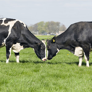 两头黑白奶牛在野外战斗图片