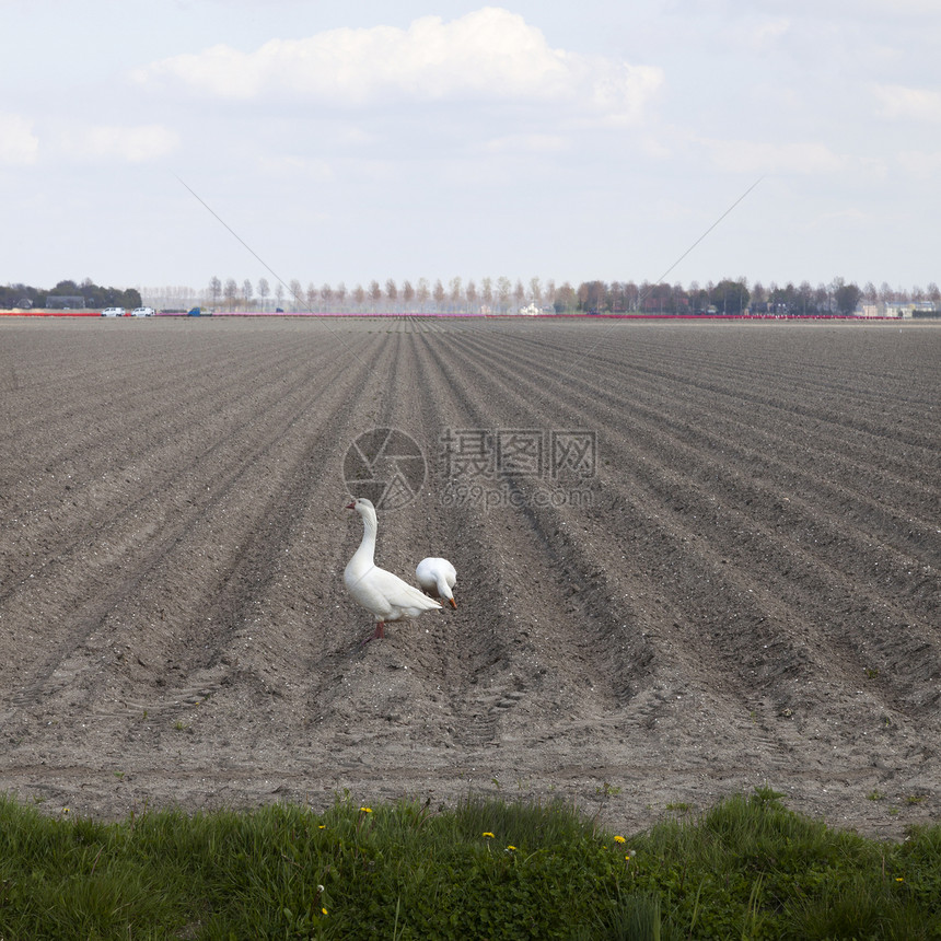 两只白鹅在内地诺多斯托尔德的农场地貌中图片