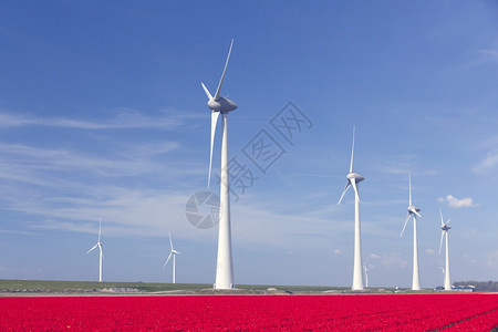 与蓝天空和红郁金园相对的风涡轮机图片
