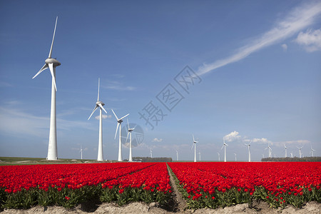 蓝天空在dutchnordstper农业花朵田中生动的红色郁金香图片