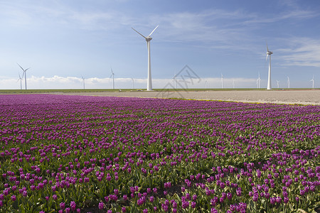 与蓝天空和紫郁金花田相对的风轮涡机图片