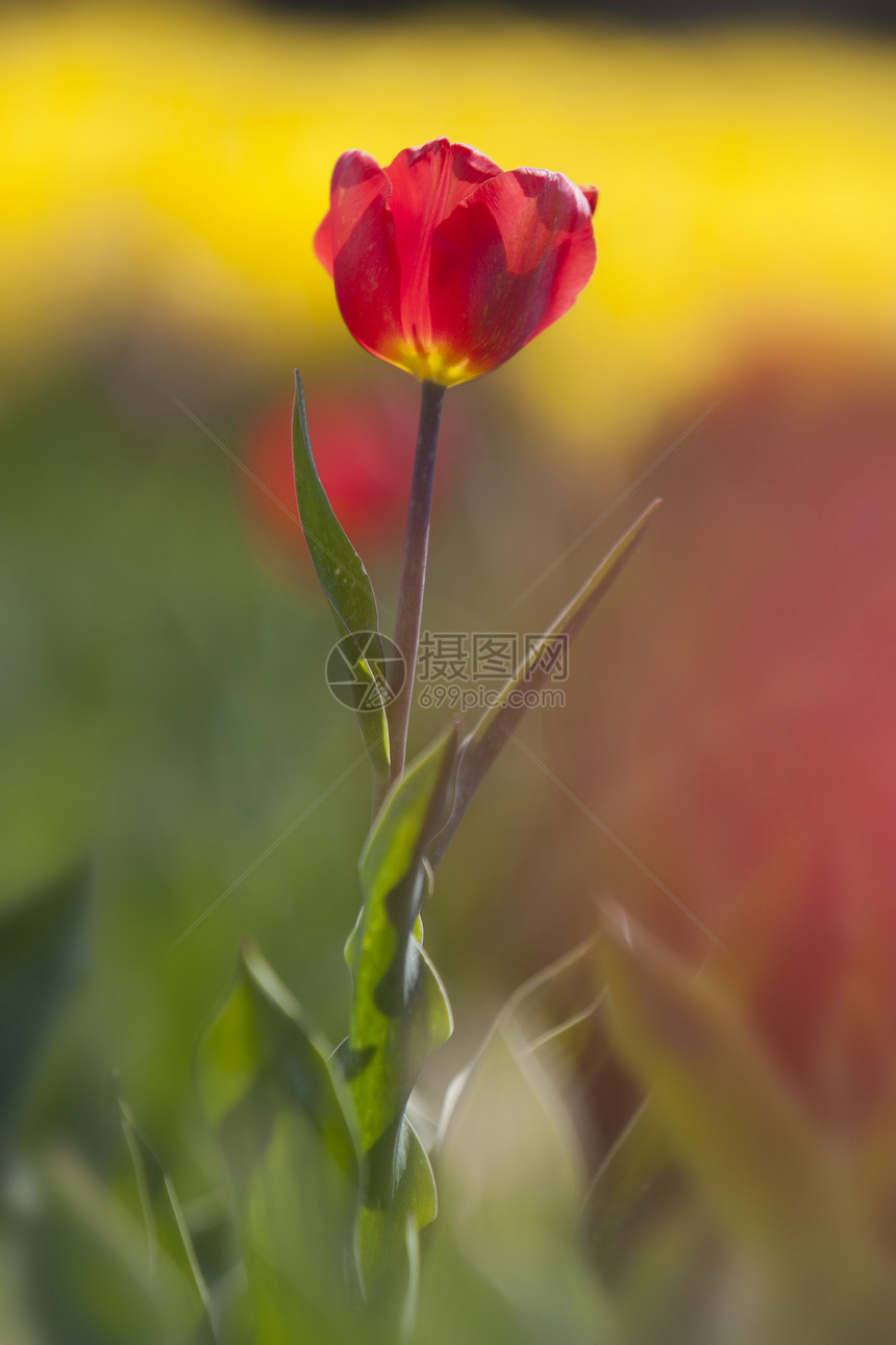 黄色花朵和荷兰田芽之间红色郁金香的接合图片