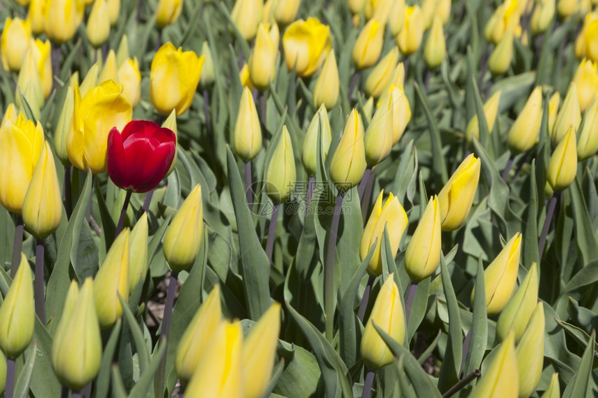 一个红色的郁金香似乎在很多黄色花朵和荷兰田的芽之间失去了一个红色的郁金香图片