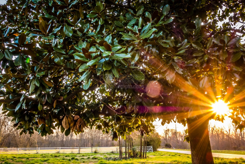 日落时的rhodenr树图片