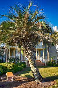 旅馆前的棕榈树图片